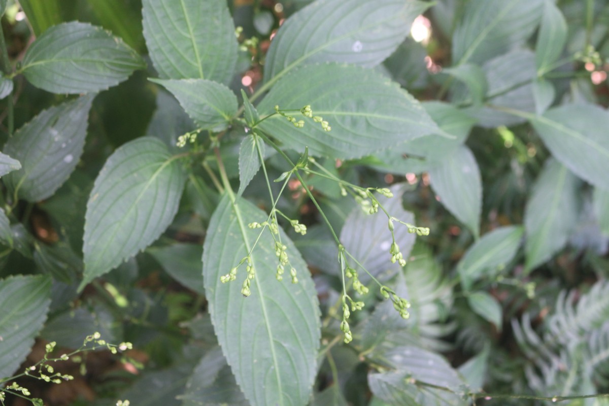 Strobilanthes hamiltoniana (Steud.) Bosser & Heine